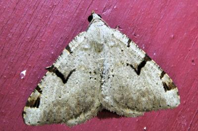 <i>Perizoma lugdunaria</i>