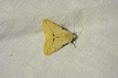 <i>Spilarctia lutea</i>