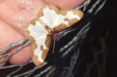 <i>Lomaspilis marginata</i>