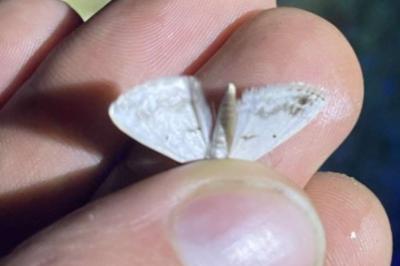 <i>Lomographa temerata</i>