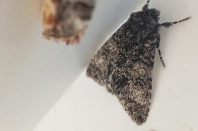 <i>Acronicta megacephala</i>