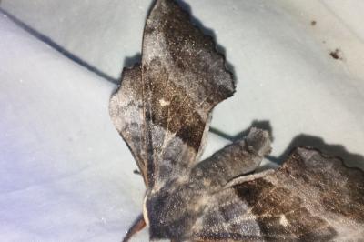 <i>Laothoe populi</i>