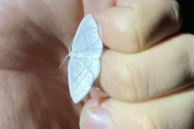 <i>Cabera pusaria</i>