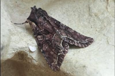 <i>Lacanobia thalassina</i>