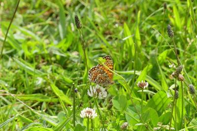 <i>Melitaea phoebe</i>