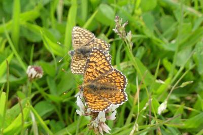 <i>Melitaea phoebe</i>
