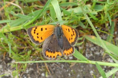 <i>Lycaena phlaeas</i>