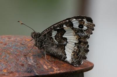 <i>Brintesia circe</i>