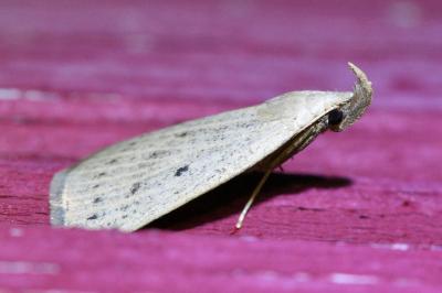 <i>Macrochilo cribrumalis</i>