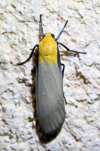 <i>Lithosia quadra</i>