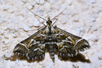 <i>Diasemia reticularis</i>