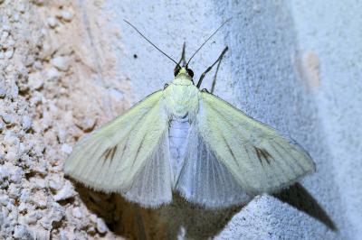 <i>Sitochroa palealis</i>