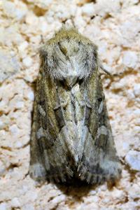 <i>Luperina dumerilii</i>