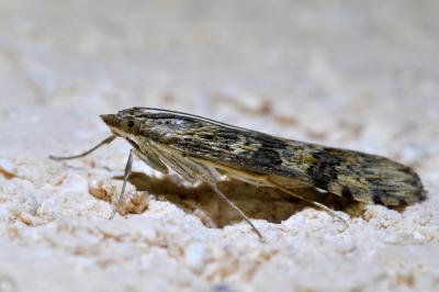 <i>Nomophila noctuella</i>