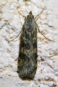 <i>Nomophila noctuella</i>