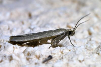 <i>Acompsia cinerella</i>