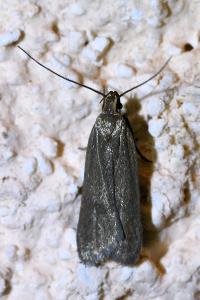 <i>Acompsia cinerella</i>