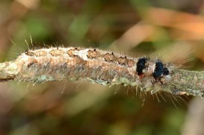 <i>Dendrolimus pini</i>