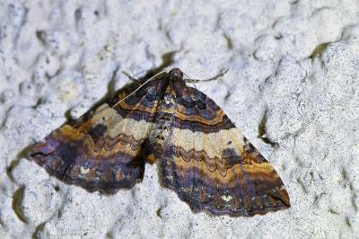<i>Earophila badiata</i>