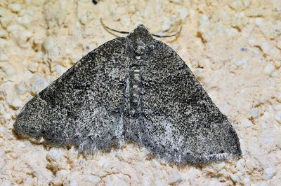 <i>Aleucis distinctata</i>