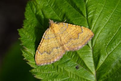 <i>Camptogramma bilineata</i>