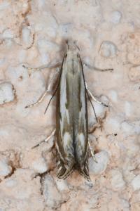 <i>Isophrictis lineatella</i>