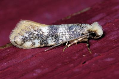 <i>Infurcitinea</i>