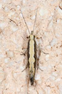 <i>Plutella xylostella</i>