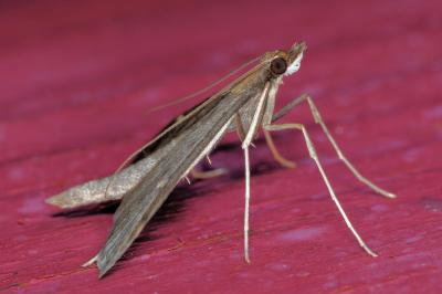 <i>Dolicharthria punctalis</i>