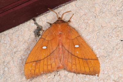 <i>Odonestis pruni</i>