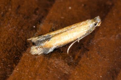 <i>Coptotriche marginea</i>
