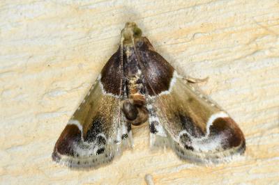 <i>Pyralis farinalis</i>