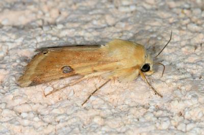 <i>Heliothis peltigera</i>