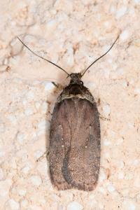 <i>Agonopterix cnicella</i>