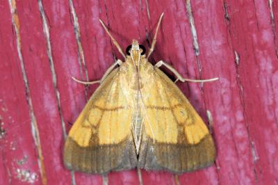 <i>Evergestis limbata</i>