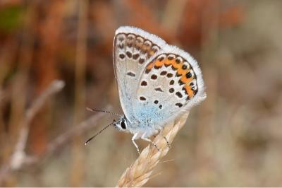 <i>Plebejus argus</i>