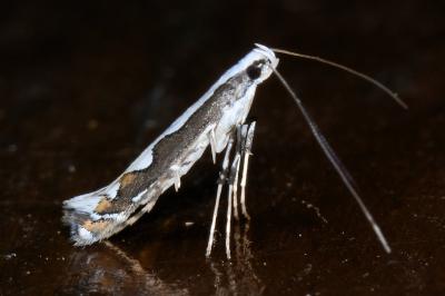 <i>Dialectica scalariella</i>