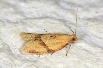 <i>Clepsis consimilana</i>