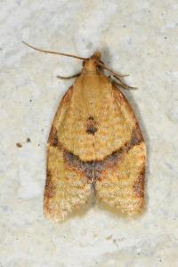 <i>Clepsis consimilana</i>