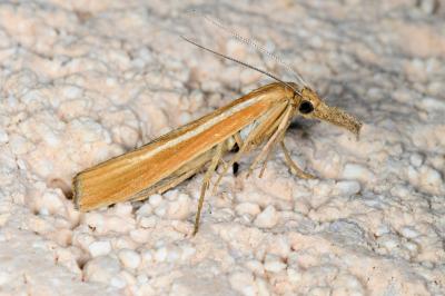 <i>Agriphila selasella</i>