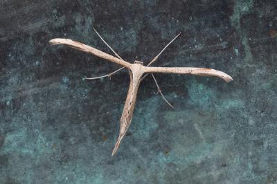 <i>Emmelina monodactyla</i>
