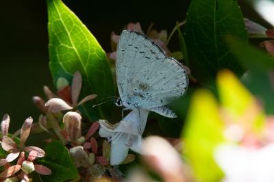 <i>Celastrina argiolus</i>