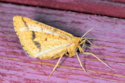 <i>Aspitates ochrearia</i>