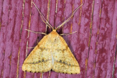 <i>Aspitates ochrearia</i>