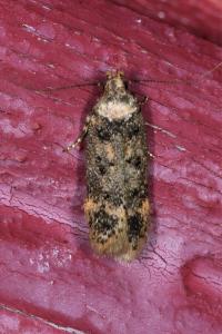 <i>Bryotropha</i>