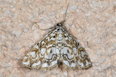 <i>Elophila nymphaeata</i>