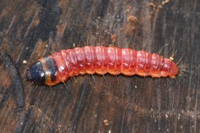 Cossus cossus