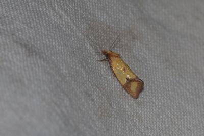 <i>Agapeta zoegana</i>