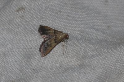 <i>Endotricha flammealis</i>