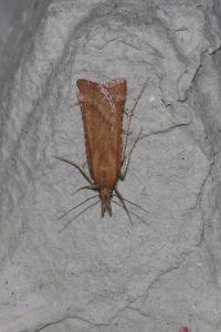 <i>Synaphe punctalis</i>